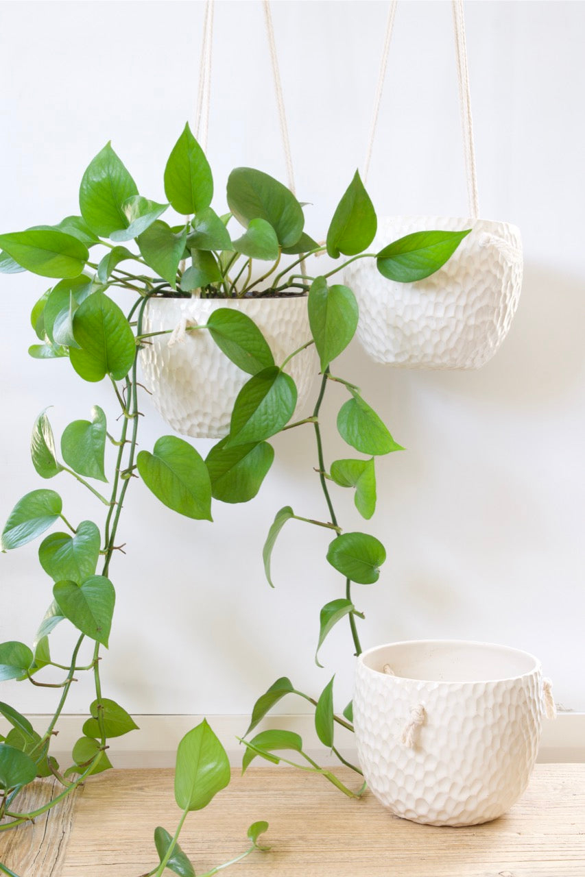 Ivory Grove hanging planter